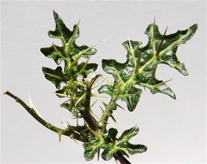  Leaves (Adaxial view)